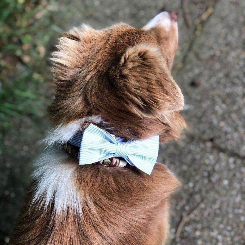 Unique Style Pattern Dog Collar with Bow Tie