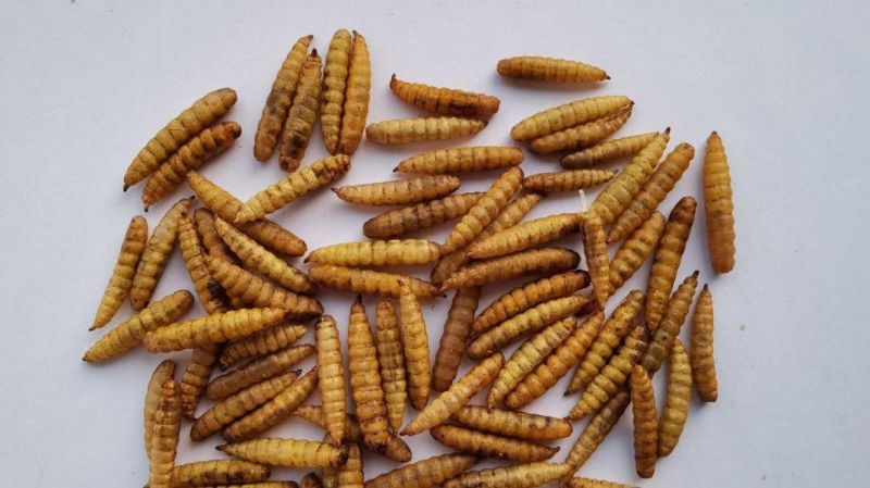 Black Soldier Worms Feed for Poultry and Aquarium Fish