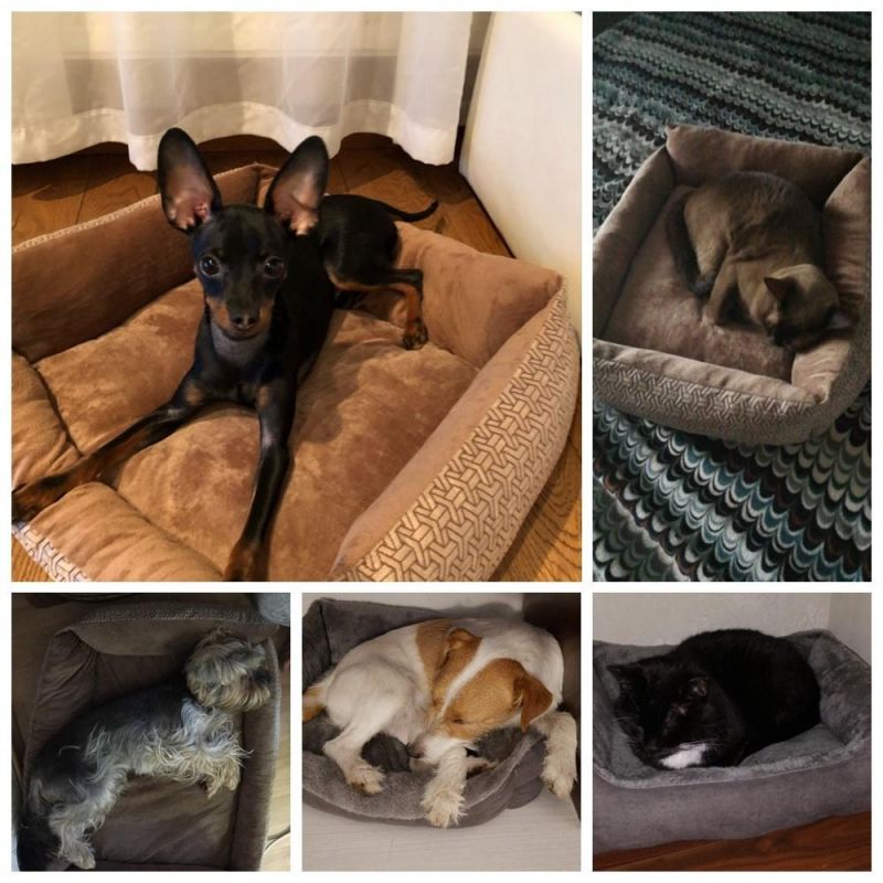 Wholesale Price Removable Washable Pet Dog Cat Bed Accessories Home Products