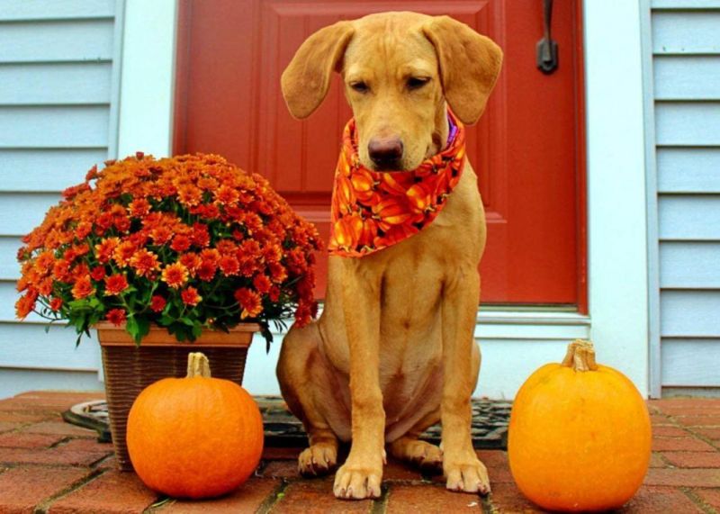 Halloween Dog Bandana Pumpkin Reversible Triangle Bibs Scarf Accessories