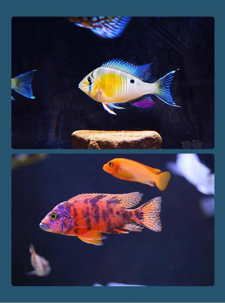 Yee Cichlids Food Fish Nutrition Food High Protein Health Fish Food