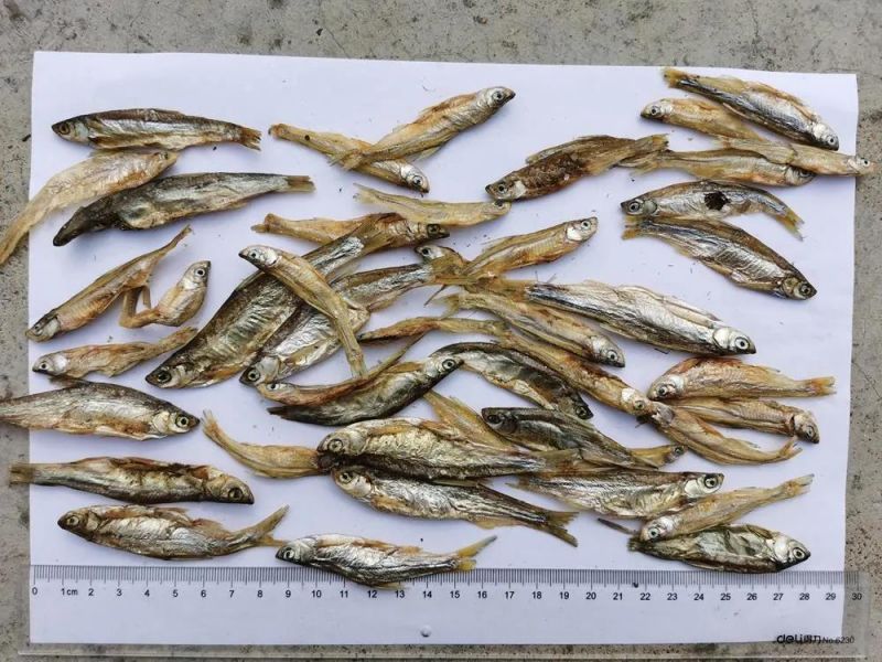 Pet Foods Chinese Dried River Fish 4-8cm