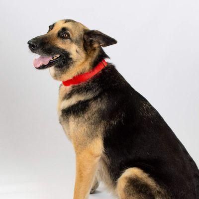 Traditional Martingale-Style Collars Soft Nylon Cat Collars