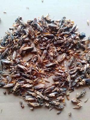 Animal Feed Dried Cricket Pet Feed Poultry Feed