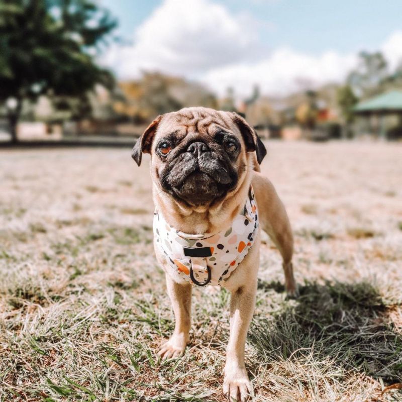2022 Dog Harness Manufacturers Adjustable Wholesale Custom Design Sublimation Pet Dog Strap Harness Luxury Dog Harness