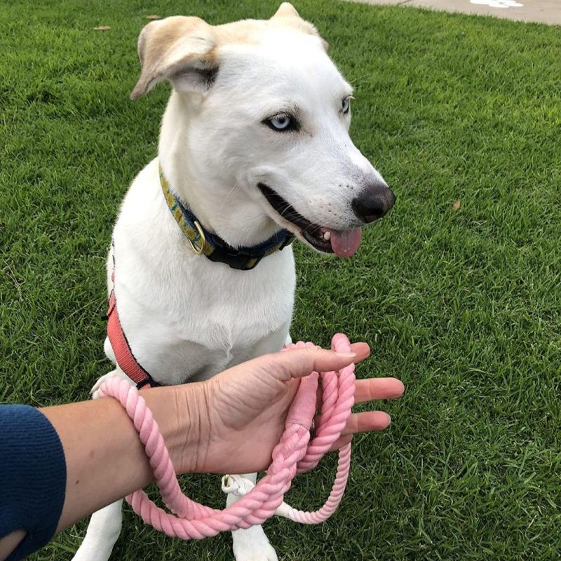 Tie Dyed Handmade Ombre Dog Leash for Large Dogs with Swivel Snap Hook