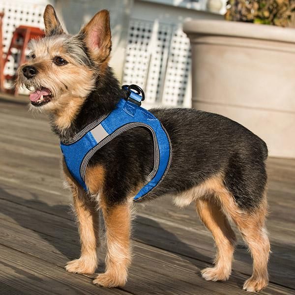 Hot Sale High Quality Light Soft Step in Air Mesh Liberty Puppy Dog Harness
