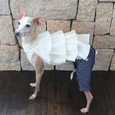 Summer New Style Pet Clothing Fashion Pet Skirt White Strap Shutter Skirt