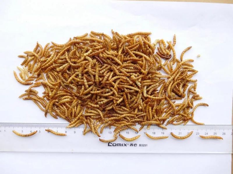 Dried Mealworms for Birds/Ornamental Fish/Reptiles
