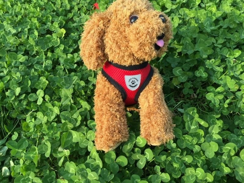 Breathable Mesh Pet Products Pet Harness Leash Vest Set Pet Accessories