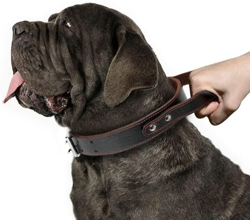 Genuine Leather Dog Collar for Walking & Training Heavy Duty Dog Collar with Handle