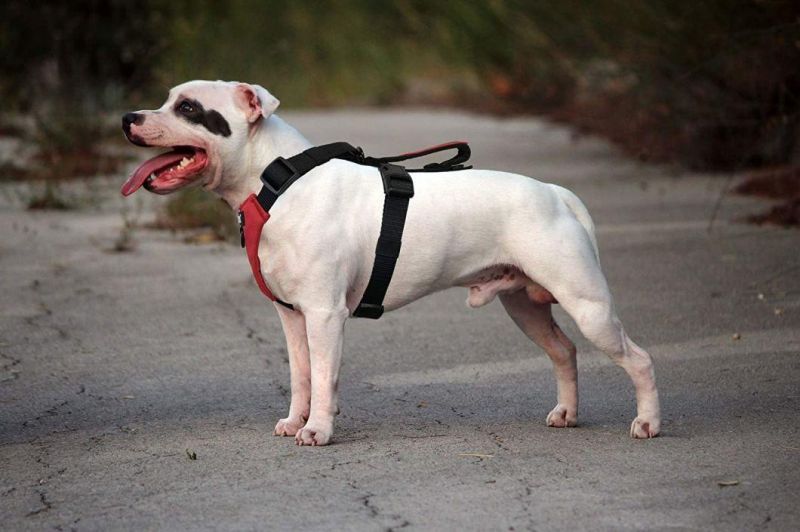 7 Colors Durable and Easy to Put on and No Pull Dog Harness with Reflective Straps Interchangeable Patches, & Top Mount Handle