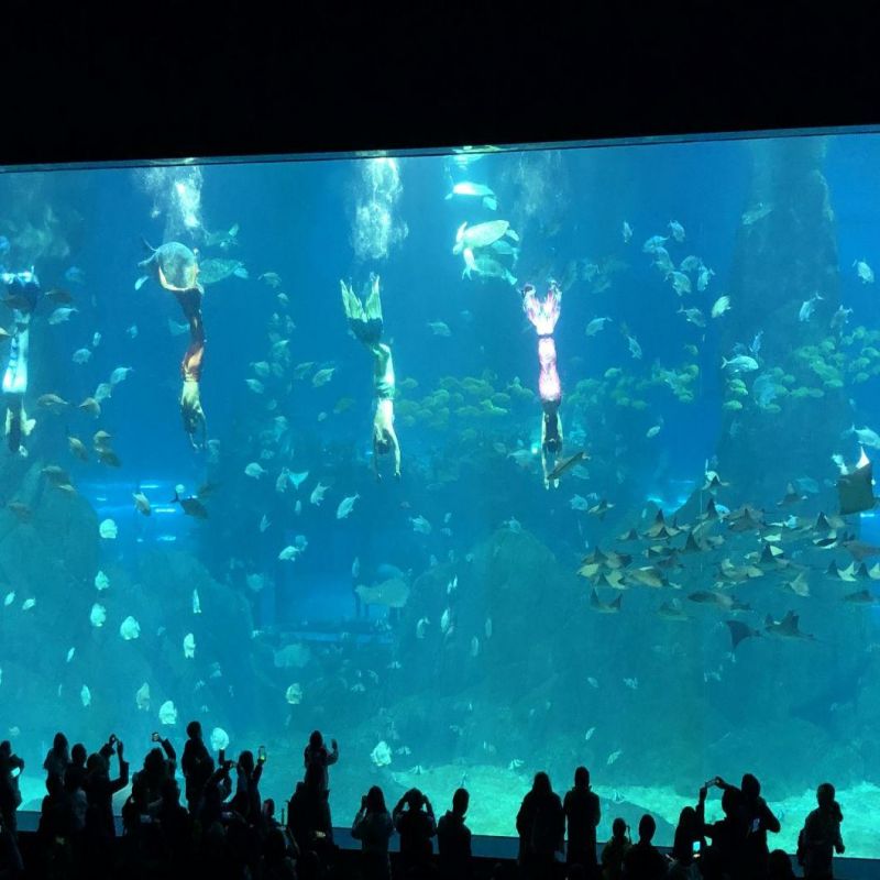 Customized Acrylic Panel Aquarium Project