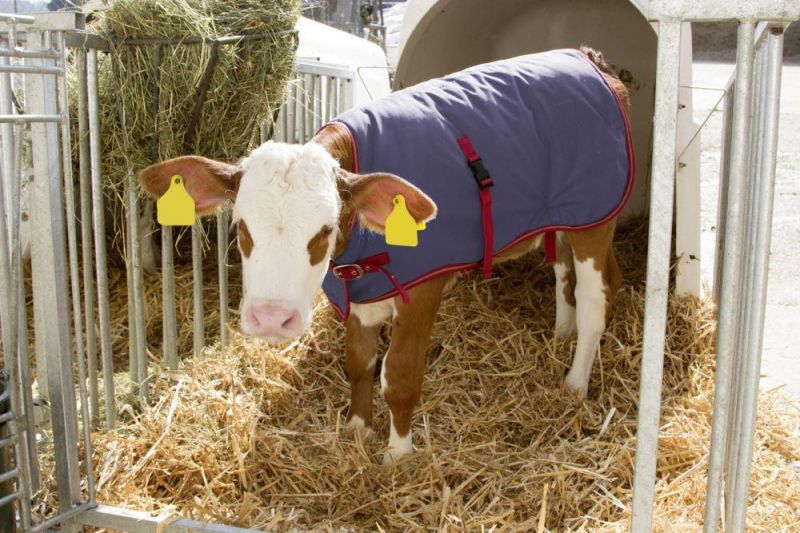 Calf Jackets Waterproof Breathable Warming