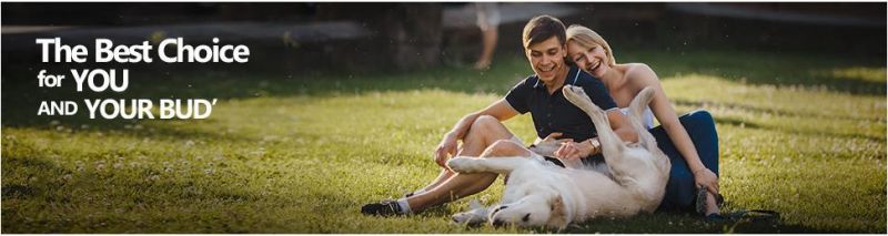 Upgraded Shock-Absorbing Dog Lead Safe Retractable Dog Leash