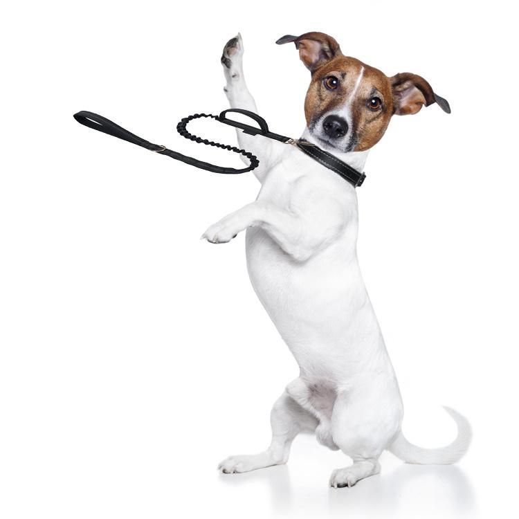 Reflective Elastic Bungee Leash with Soft Padded Handle Dog Leash