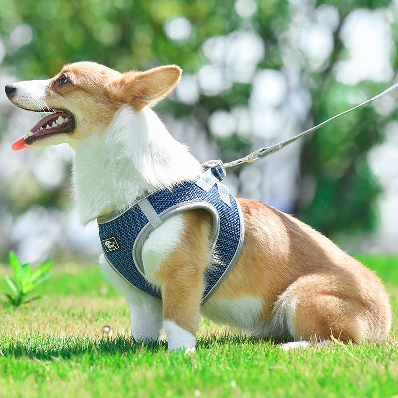 Customized Personalized Printing Reflective, Breathable Adjustable Hands Free Pet Harness