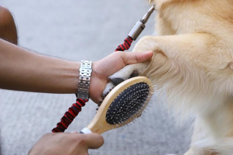 Pet Accessories Grooming Dog Cleaning Brush