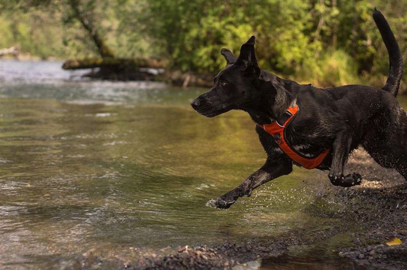 New Reflective Nylon Webbing Dog Harness Adjustable for Large Dogs