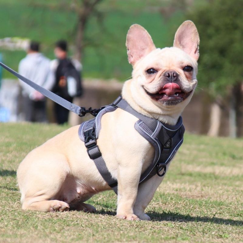 Dog Harness with 150cm Leash Set No Pull Dog Vest