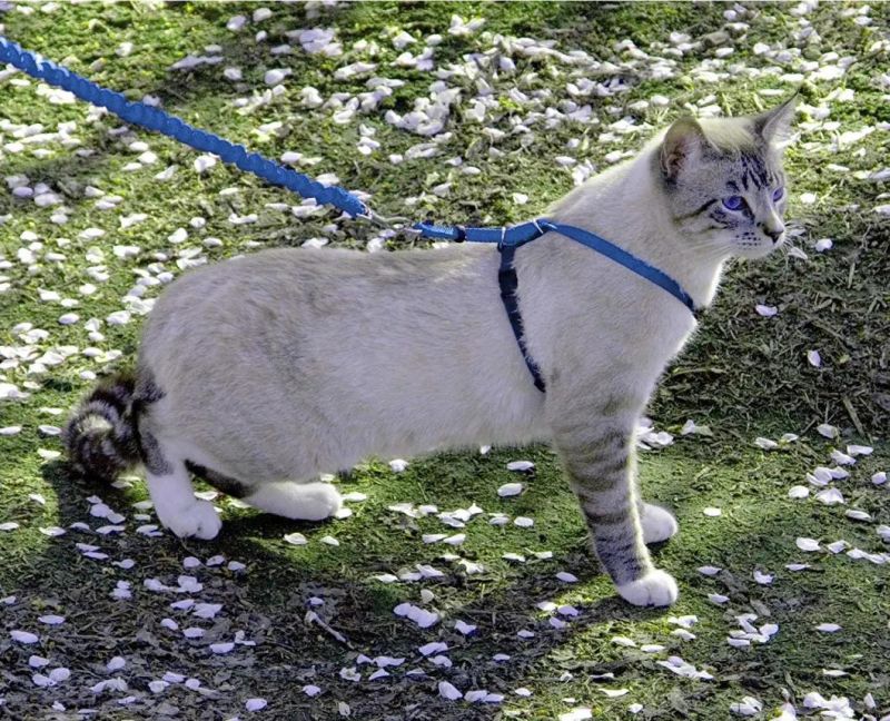 Patented Design Cats Leashes No-Pulling Cat Collars Best Cat Supplies