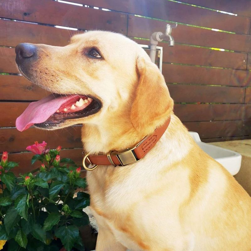 Quick Release Metal Buckle Soft and Strong Leather Dog Collar