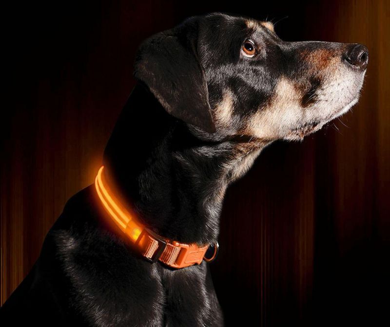 Dog Visible, Safe & Seen LED Dog Collar