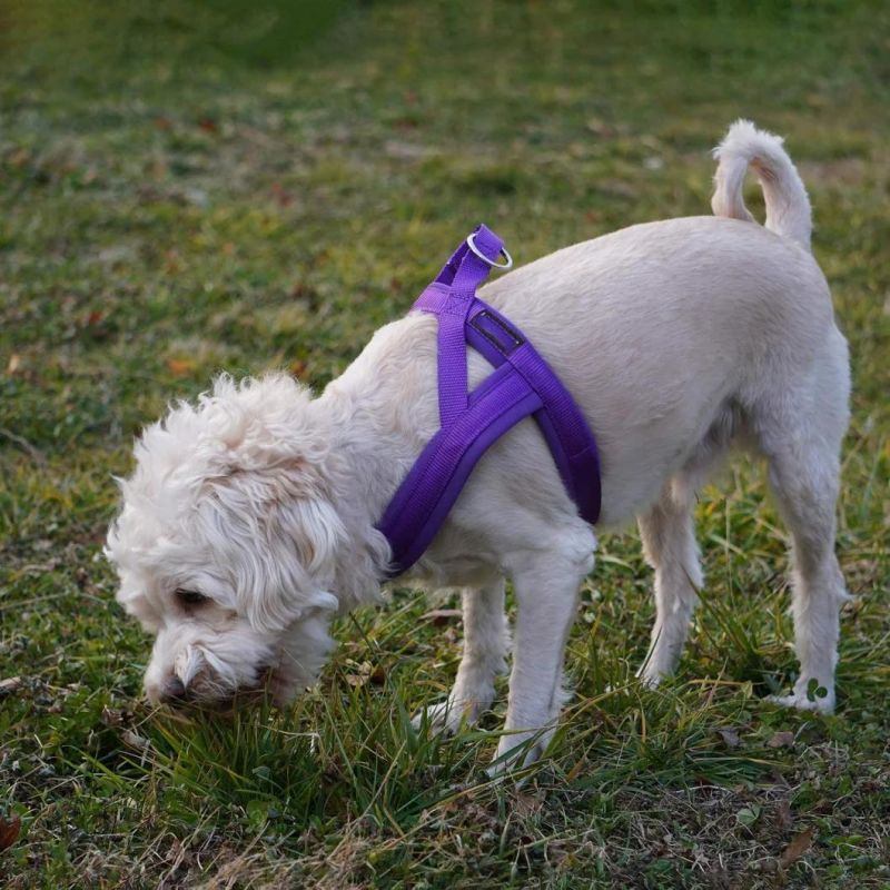 Dog Harness Easy on and off with 1 Clip for Walk with Small Dogs Pet Supply