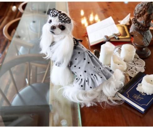 Summer and Autumn Newest Plaid DOT Turndown Design Pet Skirt Super Fashion and Comfortable Dog Clothes