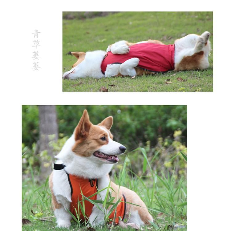 Pet Bellyband to Prevent Wet Autumn and Winter