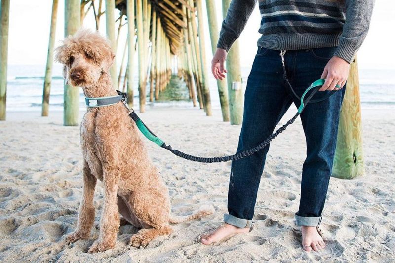 Adjustable Length Dual Handle Bungee Leash Pet Dog Leash