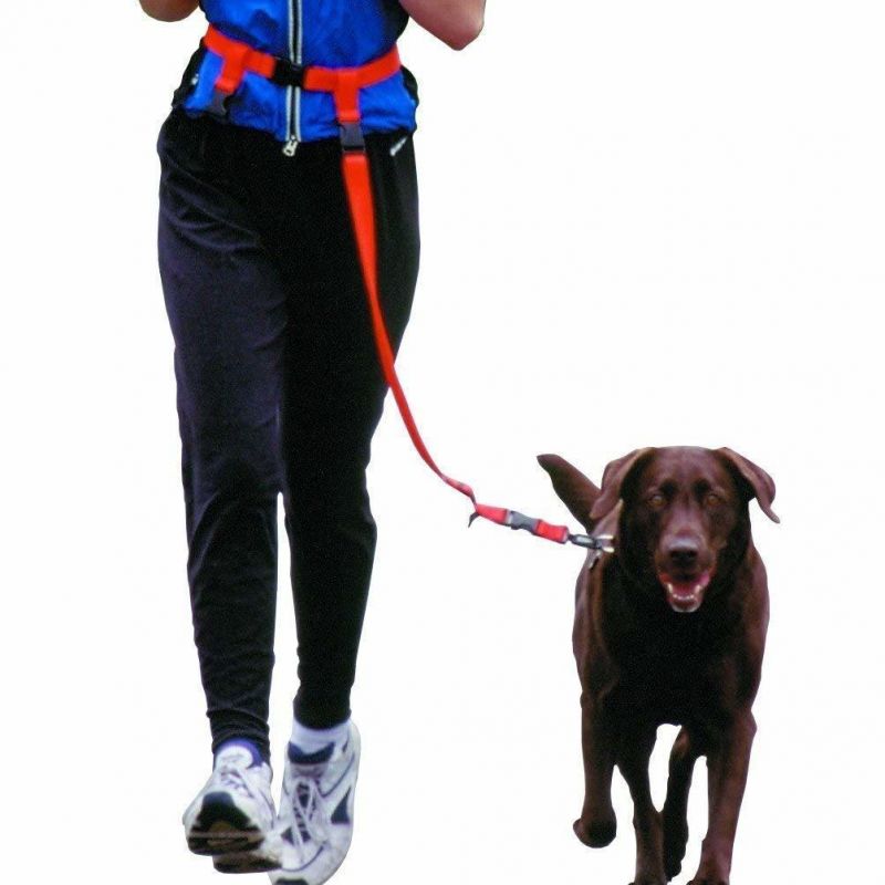 Nylon Dog Training Leash Elastic Pet Quick Release Collar