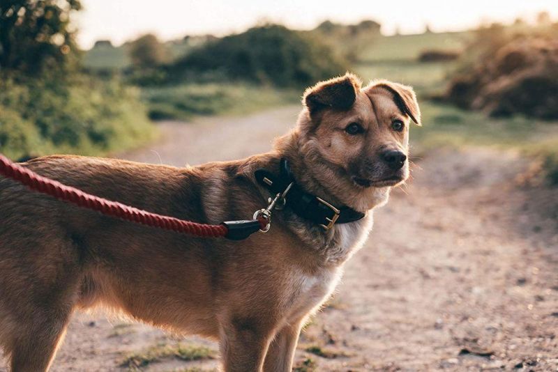 Hand Made with Elegant Details Strong Dog Lead
