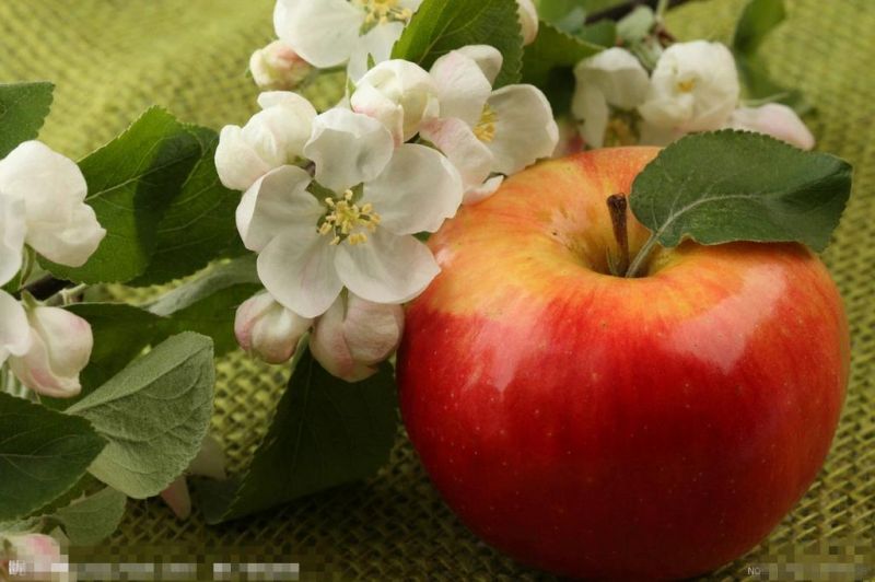 Add Apple Scent Clumpling Bentonite Cat Litter