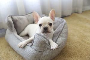 Wholesale Soft Washable Dog Bed, Dog Bed Memory Foam, Dog Bed Luxury Soft