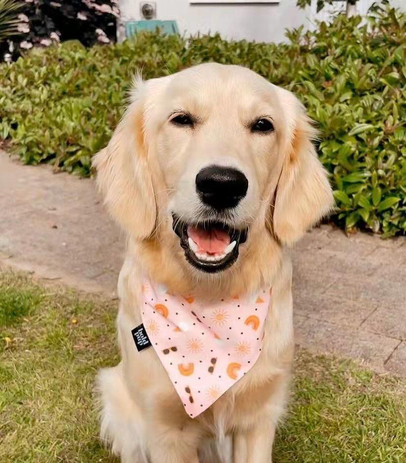 New Design with Reflection Customized Pattern Printing Reversible Dog Harness