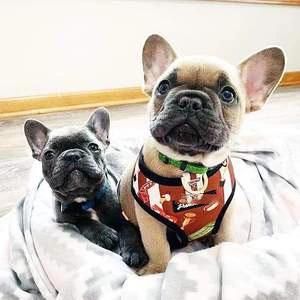 Custom Classic Pattern Luxury Printed Mesh Reversible Padded No Pull Pet Harness Dog Harness