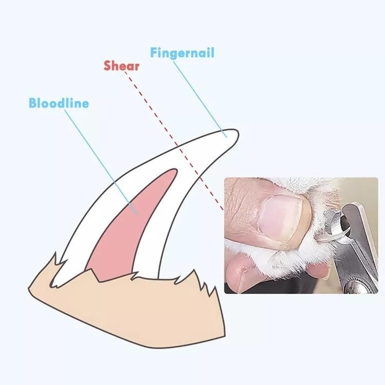 Pet Nail Clippers Cutter Scissors Set Stainless Steel Grooming Clippers Professional Dog Nail Clipper